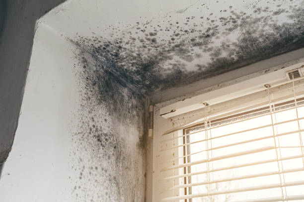 Affordable Basement Mold Removal solutions in Friendship, MD